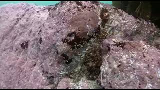 Huiro Palo repoblado en AMERB Chungungo B.