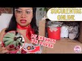 Compré suculentas por internet y esto fue lo que recibí│Candy Bu