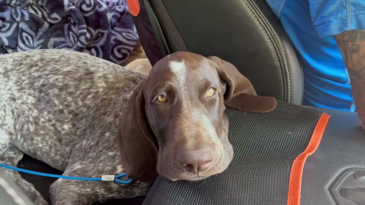 DUXI German Shorthaired Pointer, 14 weeks old