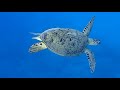 зеленая морская черепаха парит