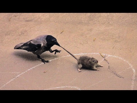 Видео: ВОРОНА В ДЕЛЕ! Птичка, которая ставит на место кошек, собак, чаек и даже филина!