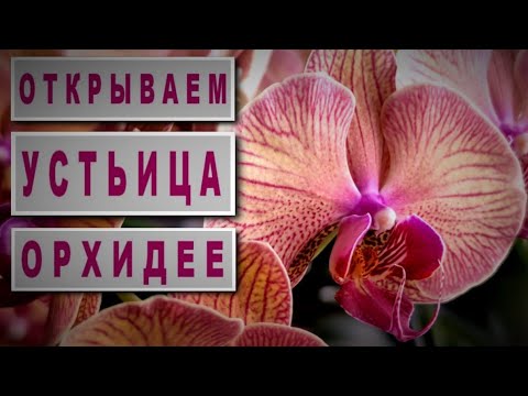 ვიდეო: Krasnik - Vaccinium Praestans - სასარგებლო სახალინის კენკრა (კრასნიკი - ბაღებში)