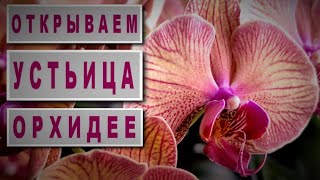 :    !!!     Phal GOLDEN LEOPARD  ! !!!