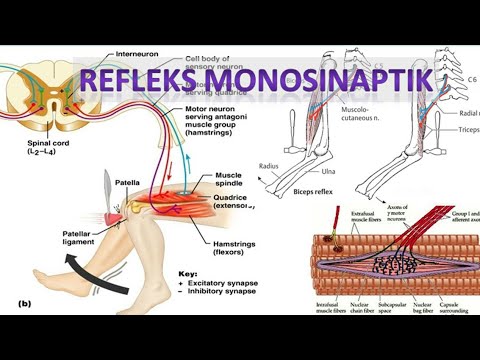 Video: Apakah refleks regangan monosinaptik atau polisinaptik?