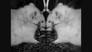 PIWL II - Test Me Test Me Not