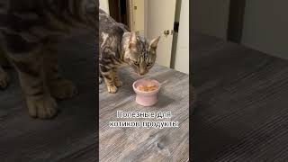 Полезные для котиков продукты #юмор #бенгальскийкот @marinash5315 @natadi261