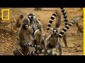 Affrontement entre lémuriens