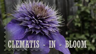 Beautiful Purple Clematis in bloom |  zone 7b |  Spring 2024