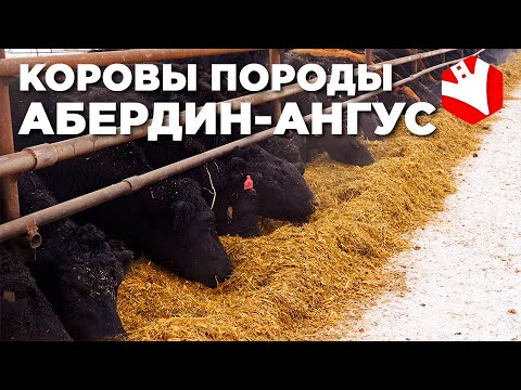 Бейне: Қара ангус мәрмәр сиыры: сипаттамасы