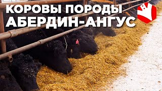 Порода коров абердин-ангус | Мясное животноводство