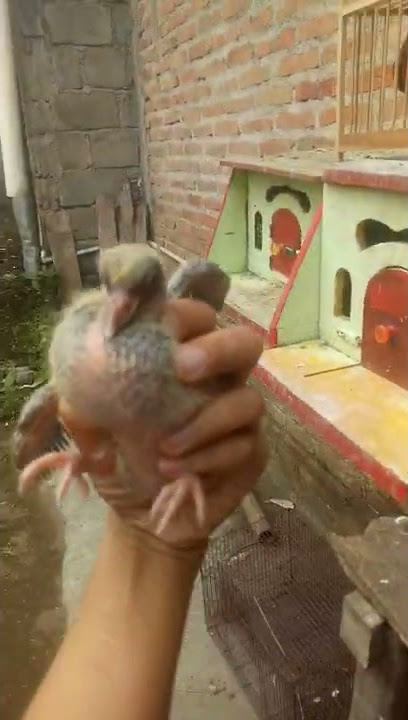MELIHAT LUCU NYA ANAK BURUNG MERPATI DI KAMPUNG...!!!