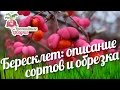 Бересклет крылатый и европейский (нано) - описание сортов. Обрезка береклета #urozhainye_gryadki