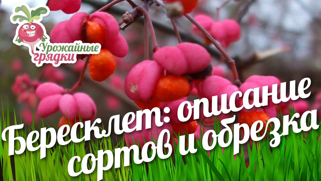 Бересклет крылатый и европейский (нано) - описание сортов. Обрезка береклета #urozhainye_gryadki