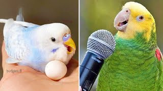 Smart And Funny Parrots Parrot Talking Videos Compilation (2024) - Cute Birds #3 by Parrots Fun TV 26,639 views 3 months ago 30 minutes
