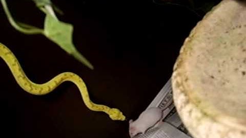 Tree python vs mouse