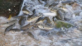 クサフグ、命紡ぐ密 神戸市の浅瀬で産卵