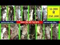 Indian Horse Market Of Low Price ( Colts & Fillies )- Now At Muktsar In Punjab , India