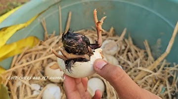 helping chick hatching/chick struggling to hatch/chick survive/egg shell removed from chicken/hen