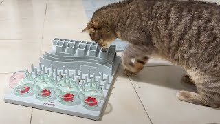 My curious cat plays with an interactive toy/food dispenser