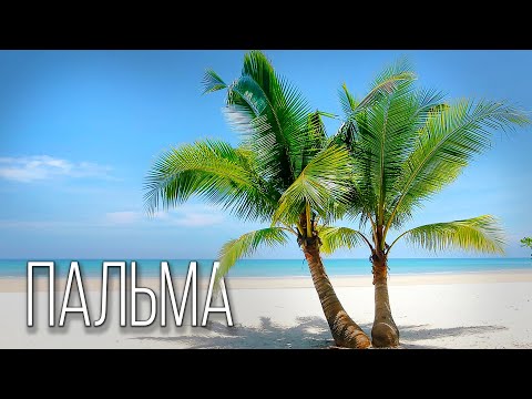 Пальма: Символ Тропиков | Интересные факты про пальмы