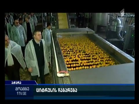 ნარინჯისფერი რთველი აჭარაში - ოთარ დანელია პროცესის მიმდინარეობას გაეცნო