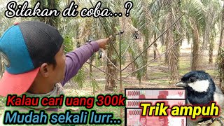 Cara mikat burung gelatik batu agar burung liar cepat turun kepulut.