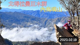 北得拉曼巨木群-內鳥嘴山2023.02.23 海拔最低的巨木群