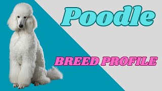 POODLE - Breed Profile by PuppyNation 1,412 views 1 year ago 8 minutes, 46 seconds