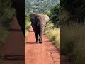 🐘💞💞#elephant #gajah #shorts #shortvideo #elephant