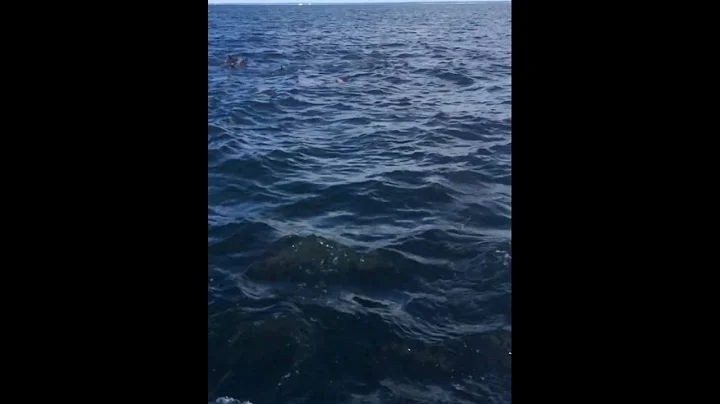 Awesome dolphin encounter!