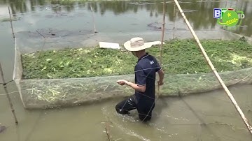 NGUYỄN HỮU NHƠN - CHÀNG TRAI TRẺ BÌNH THUẬN BỎ PHỐ VỀ LÀNG NUÔI ỐC ĐẶC SẢN