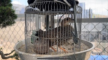 Tiếng chim Đa Đa mái chuyên dùng bẫy loa không tạp âm