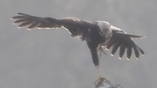 Marsh Harrier At Brading
