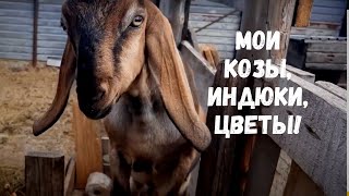 Мои цветы, индюки,козы!