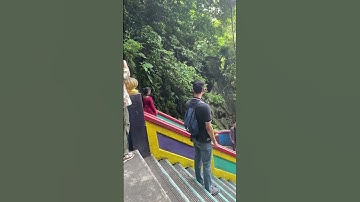 Aap steelt mobiele telefoon van vrouw || ViralHog