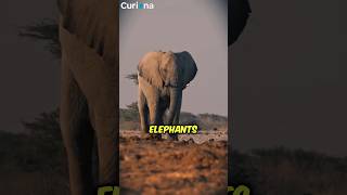 Elephants Can Hear With Their Feet