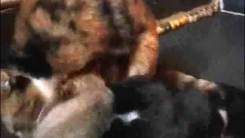 Watch the video about Baby Kitten Bath Time