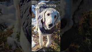 Winter camping with the puppy