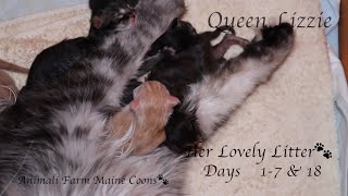 Maine Coon Queen Lizzie Kittens Day 17 & 18
