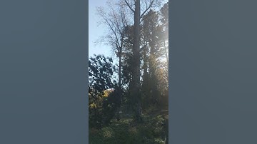 Yovaniel topping a loblolly pine tree