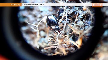 Scientists conclude Invasive Species fieldwork in South Georgia