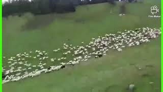 Travnicka Pramenka1000 Ovaca