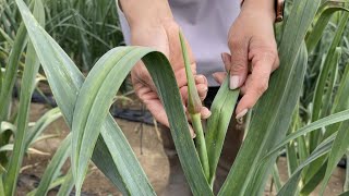 大きなニンニクを収穫するための仕上げ方　21/4/28