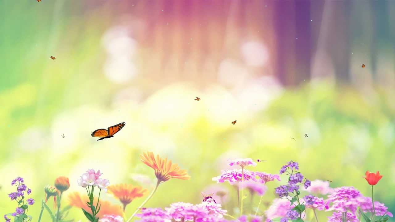 butterfly paradise screensaver http www screensavergift com youtube