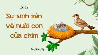 Bài 58. Sự sinh sản và nuôi con của chim - Khoa học 5 - OLM.VN