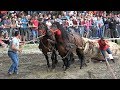 Concurs cu cai de tractiune proba de dublu Rasnov, Brasov 14 Iulie 2019