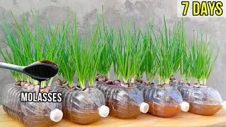 How to grow green onions with molasses in plastic bottles, grow green onions without using soil by Terrace garden ideas 4,060 views 5 months ago 11 minutes, 33 seconds