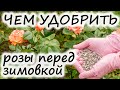 Подкормка розы осенью – как облегчить розам зимовку?