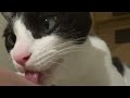 猫がマウスでチュウッ！ Cat Loves Mouth.