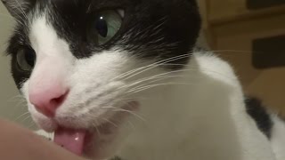 猫がマウスでチュウッ！ Cat Loves Mouth.